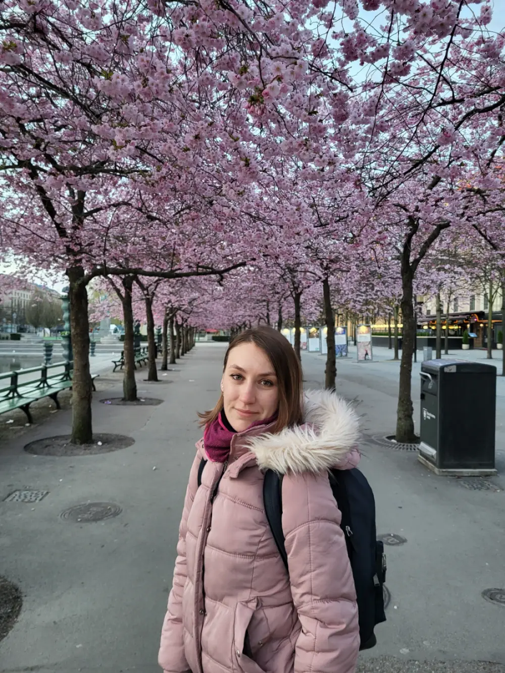 Trešnje u parku, Stockholm