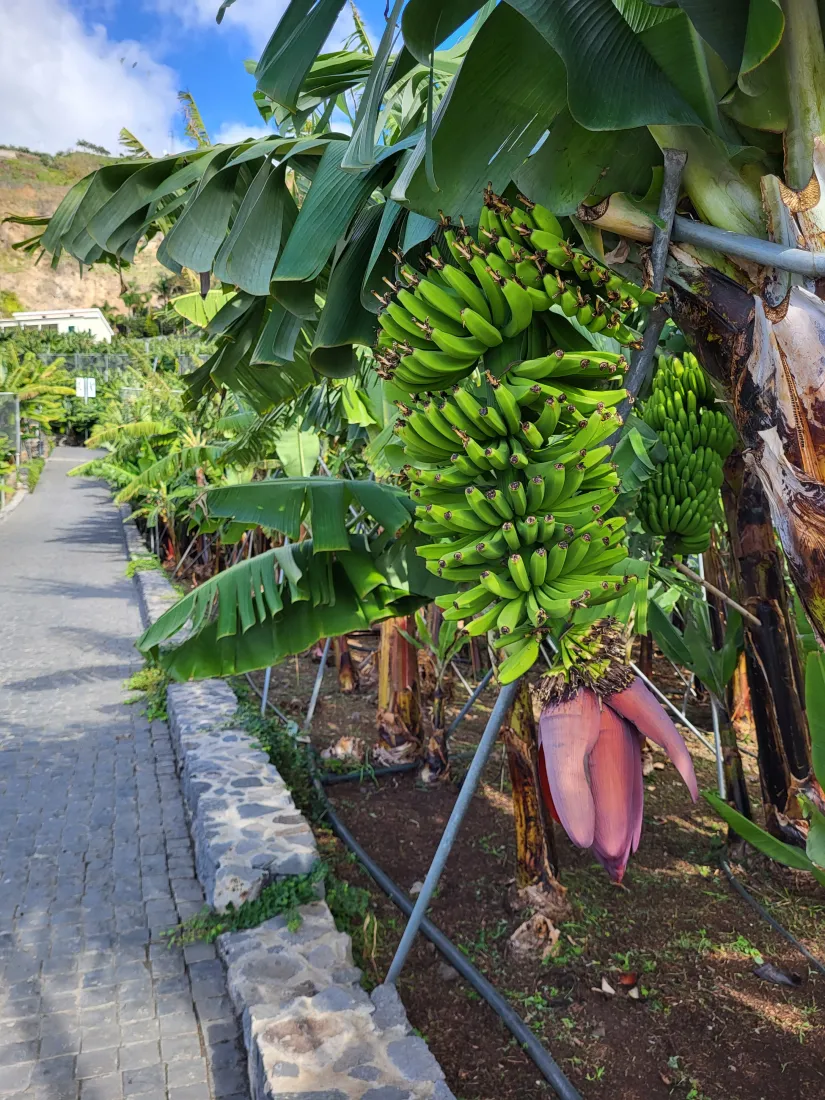 Plantaža banana Madeira
