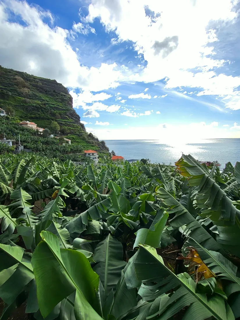 Plantaža banana Madeira