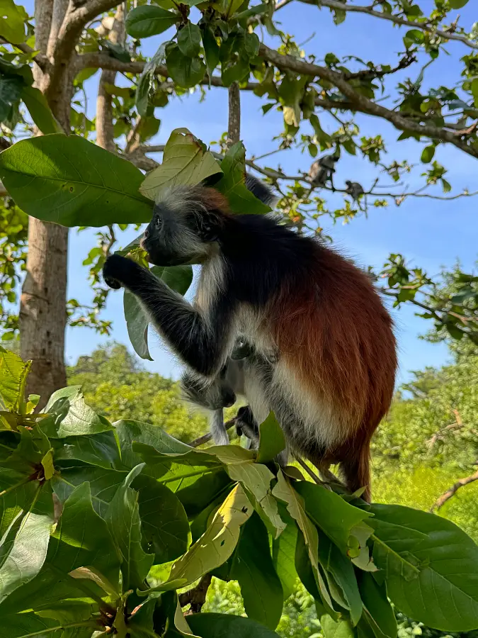 Majmuni Zanzibar